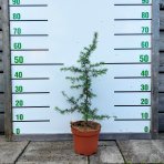 Céder atlantský (Cedrus Atlantica) - výška: 30-50 cm, kont. C3L
